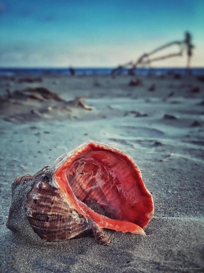 Wave 2 Mamaia Prima Linie Vedere La Mare 120Mp 那沃达利 外观 照片